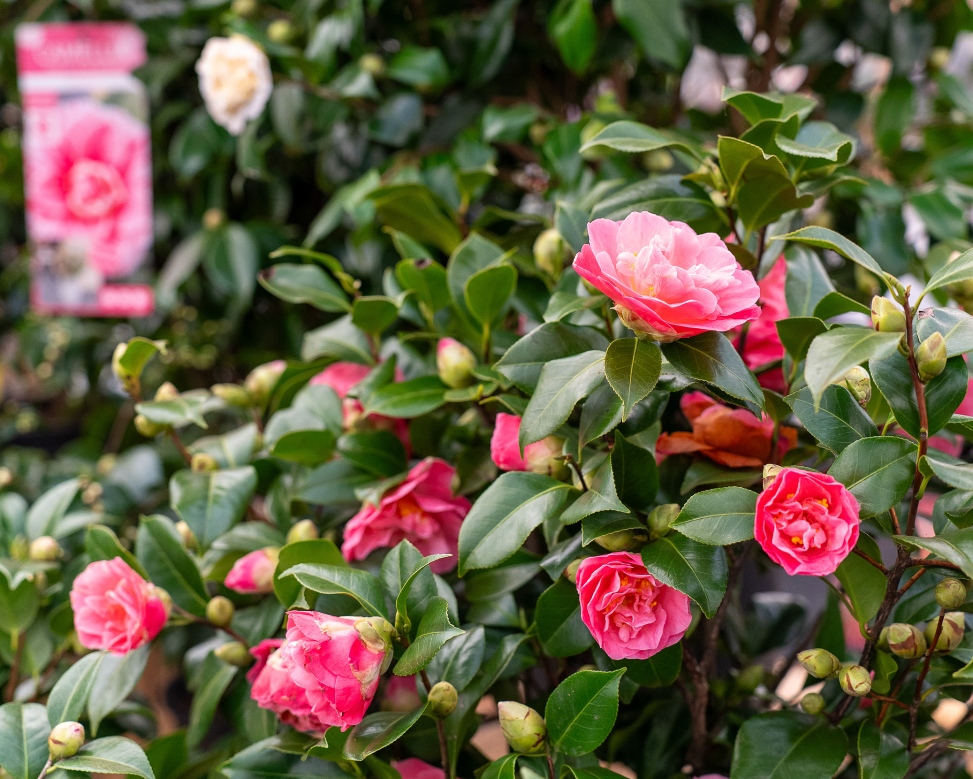 Bloeiende camelia's op een vakbeurs